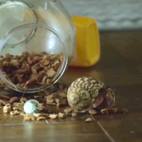 Jisoo's pet
