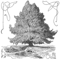 Yggdrasil