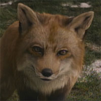 Mr. Fox